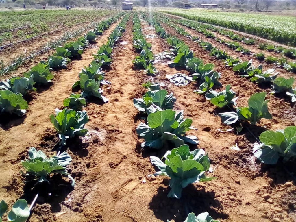 Urban agriculture in Zimbabwe: a photo story 
